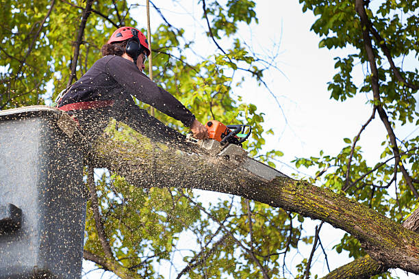 Best Pest Control for Lawns  in Marmora, NJ