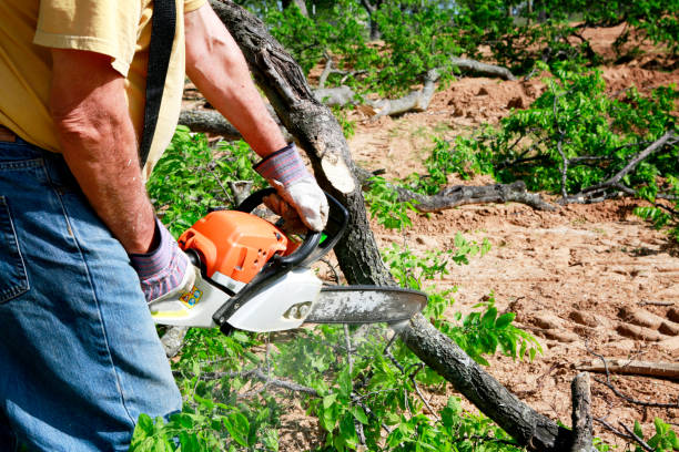 Best Lawn Drainage Solutions  in Marmora, NJ