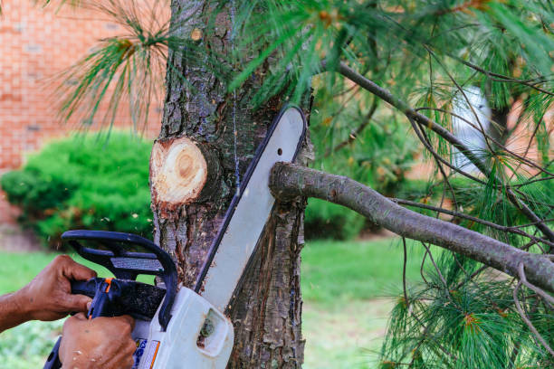 Best Arborist Consultation Services  in Marmora, NJ